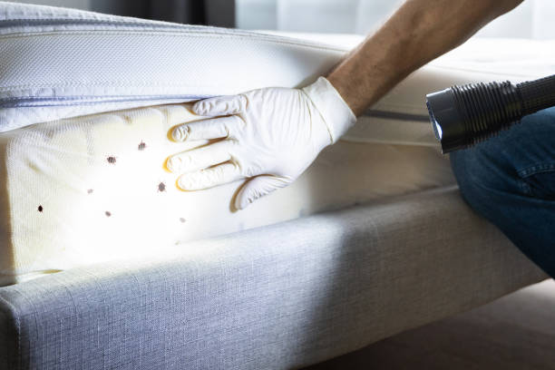 Best Cockroach Control Services  in Albany, KY