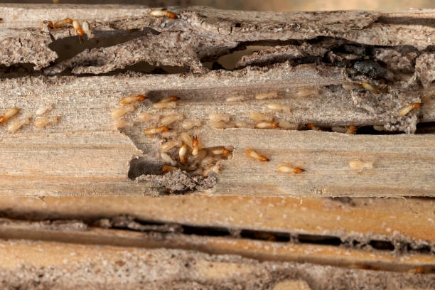 Best Mosquito Control Services  in Albany, KY